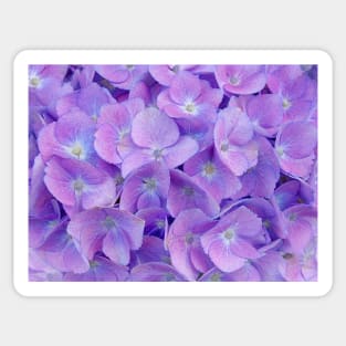 Hydrangea lilac Sticker